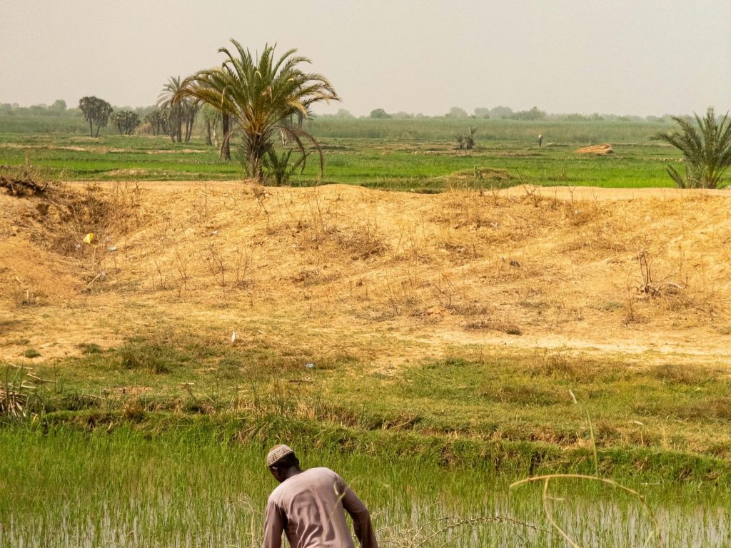 pexels-muhammad-shehu-1718177362-31862666